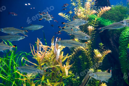 Preview: Fishes in aquarium