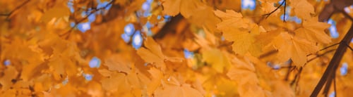Preview: Autumn trees leaves against the sky. Selective focus.