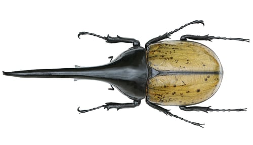 Preview: Insect specimen of a rhinoceros beetles: Dynastes hercules hercules (Linnaeus, 1758)