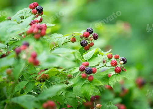 Preview: ripe and unripe blackberries and raspberries on a bush with green leaves in a natural setting