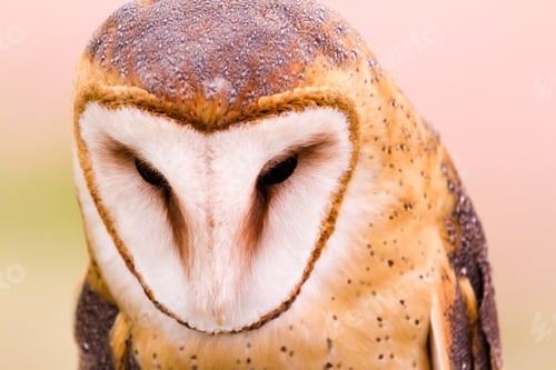 Preview: Barn owl