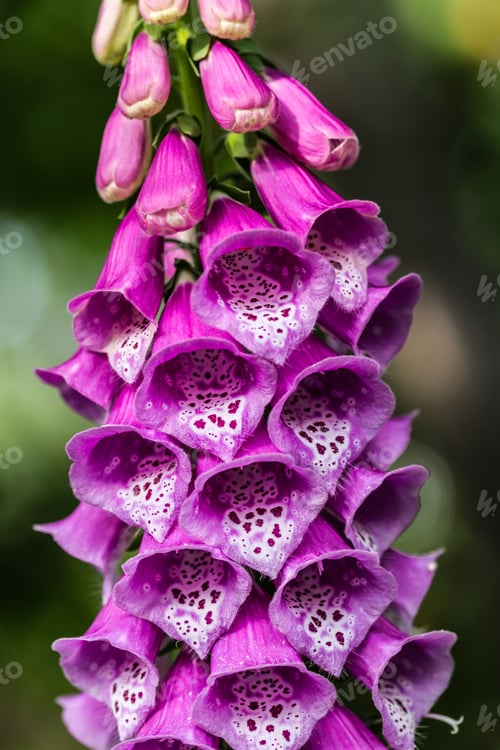 Preview: Flower foxglove, lat. Digitalis purpurea
