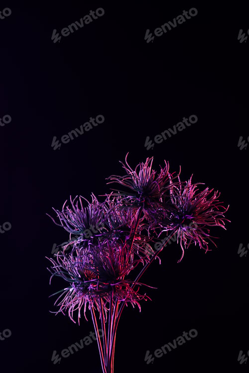 Preview: toned picture of beautiful plant with purple lighting isolated on black