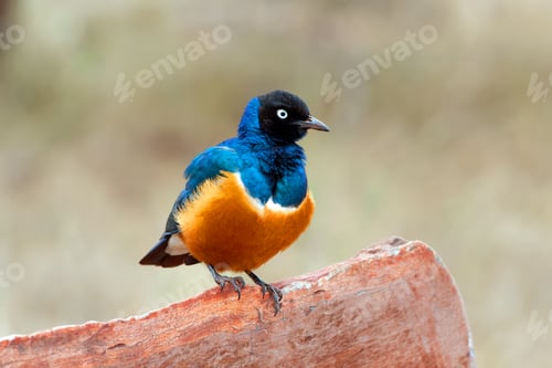 Preview: Colourful bird Superb