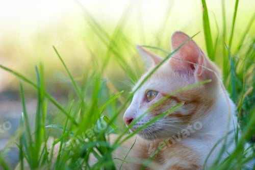 Preview: Gold white fluffy kitten relaxing in grass