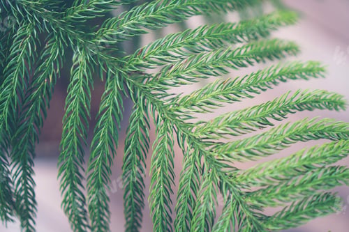 Preview: green plant with nature leaf, tree and environmental background in eco concept