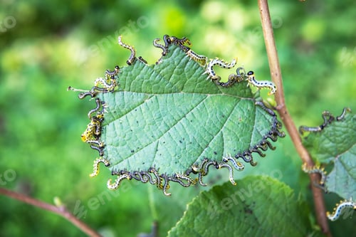 Preview: Walnut moth caterpillars