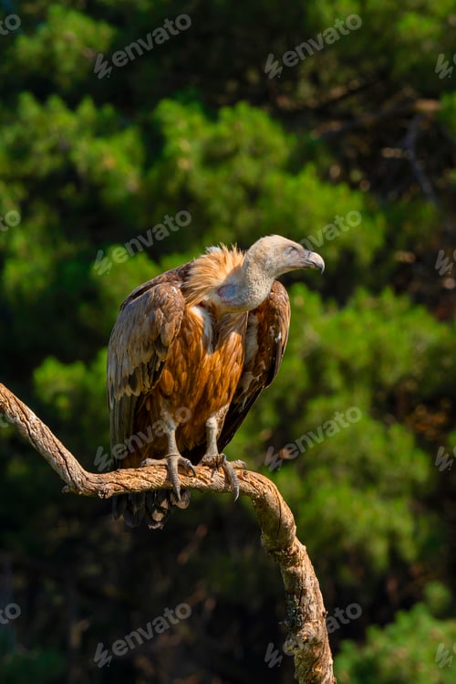Preview: Eurasian Griffon Vulture