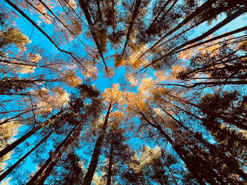 Preview: Scenic outdoor landscape a lush green field with tall trees reaching up to the bright blue sky