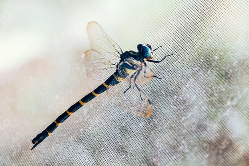 Preview: Dragonfly(Anotogaster sieboldii) perched on a window screen