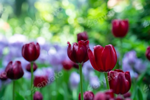 Preview: Tulips field in Green House Garden Farm. Agriculture scene.