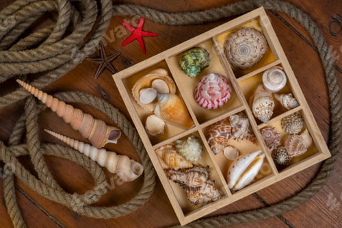 Preview: Beachcombing - Seashell Collection