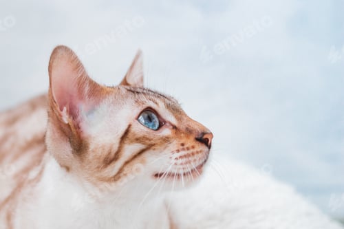 Preview: Close up portrait of silver tabby Bengal cat with beautiful blue eyes on white soft plaid.