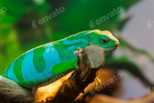 Preview: Reptile Iguana lizard