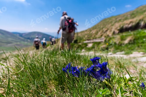 Preview: Soft focus of blue gentian flowers with grass and a group of hikers in the background