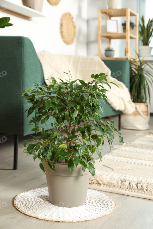 Preview: Beautiful different potted green plants in room. House decor