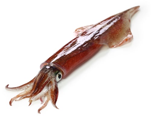 Preview: yari-ika, japanese spear squid isolated on white background