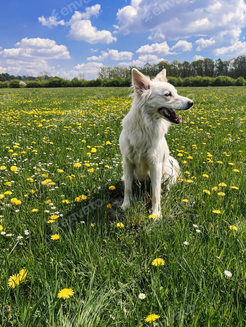 Preview: Cute white dog sitting among yellow wildflowers in sunny meadow. Summer travel with pet