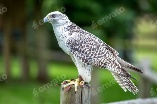 Preview: Selective focus shot of gyrfalcon perched on a wooden post