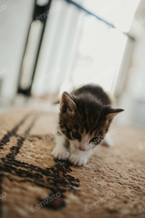 Preview: Vertical shot of a cute fluffy cat staring with its blue eyes on a blurred background