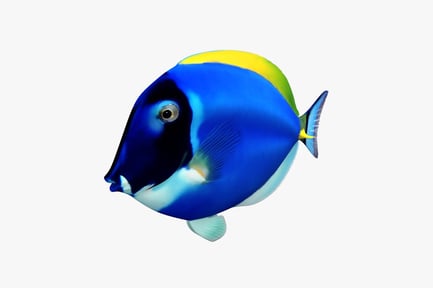 Preview: Yellowfin tang, lateral view