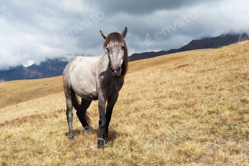 Preview: Gray Horse in the Mountains