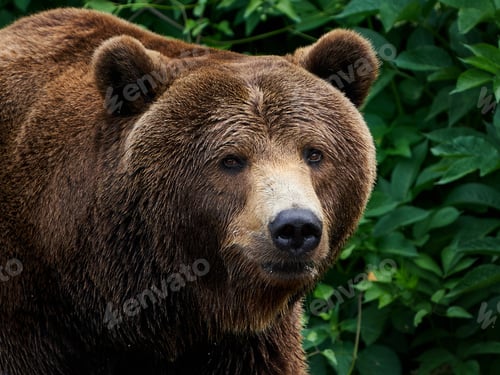 Preview: Brown bear (Ursus arctos)