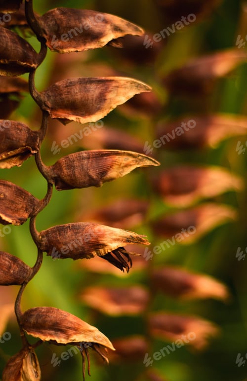 Preview: Vibrant image of dry flowers suspended from a branch against a green background.