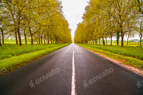Preview: Straight empty wet road between trees. Loire valley. France.