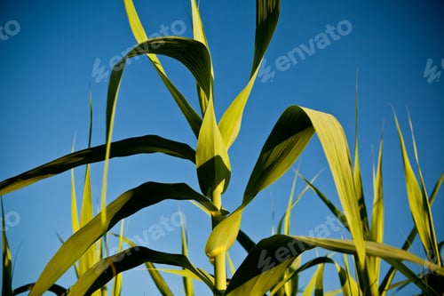 Preview: Sugar cane ready to be harvested