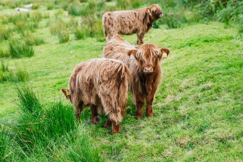 Preview: Highland Cattle Grazing Serenely on Lush Green Pasture in Scotland
