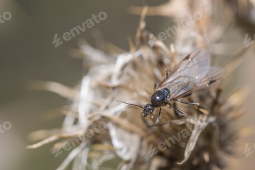 Preview: Selective focus shot of a fly