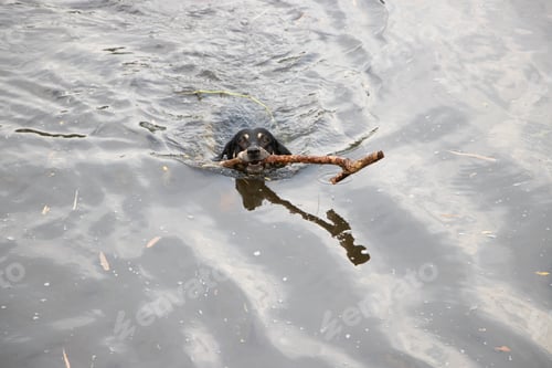 Preview: A dog swimming while carrying a stick in its mouth.