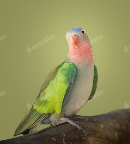 Preview: Princess parakeet portrait (1)