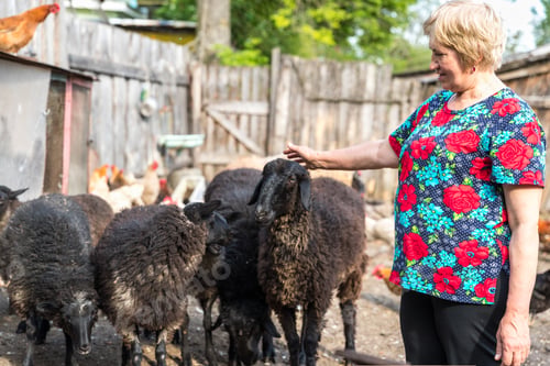 Preview: Woman At Her Sheep Farm, Animals And Nature