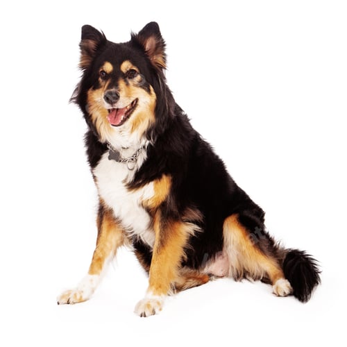 Preview: Australian Shepherd Cross Dog