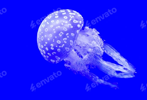 Preview: Close-up Of Jellyfish Swimming In Sea