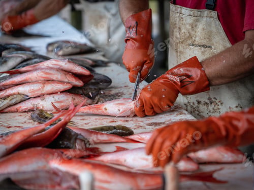 Preview: Closeup of a fish cutter preparing freshly-caught fish on the table