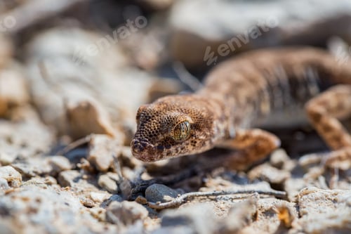 Preview: Close up cute small Even-fingered gecko genus Alsophylax on ground