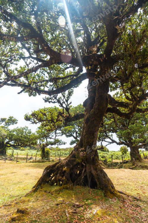 Preview: Fanal forest in Madeira, a baby laurel tree in summer and its beautiful natural environment