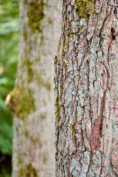 Preview: Close-up of Quercus Tree Bark with moss in natural forest setting