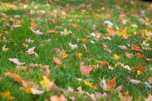 Preview: Green grass with fall colored leaves all over