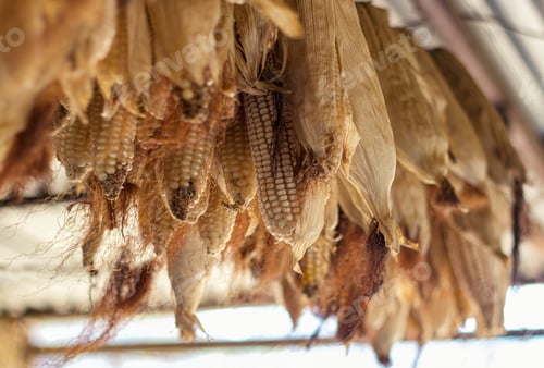 Preview: Closeup shot of a lot of lined-up dry corn cobs