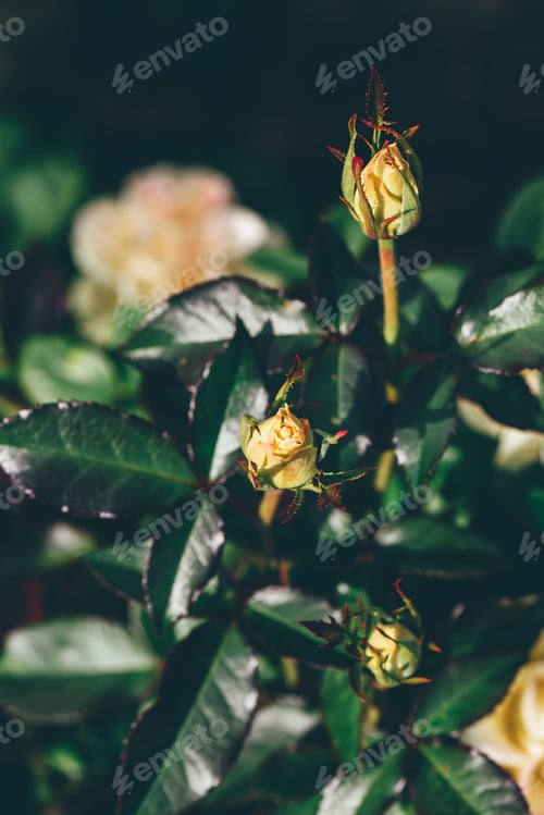 Preview: Unblown bud of white rose