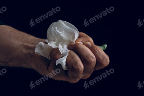 Vista previa: hand crumpling white fragile flower, metaphor of violence abuse aggression