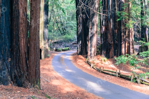 Preview: Narrow road going through a redwood forest