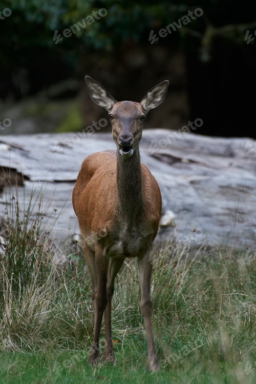Preview: Red deer (Cervus elaphus)