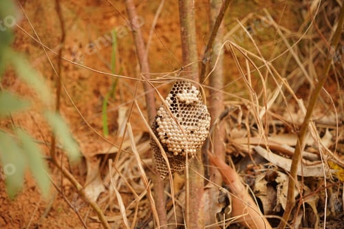 Preview: close up of a nest of bee