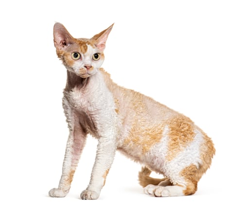 Preview: Side view of a Devon rex cat looking away, isolated on white