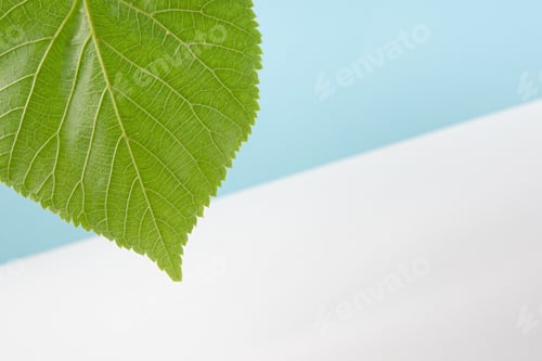 Preview: Green leaf of linden with veins on white-blue background. Beautiful background for various purposes.